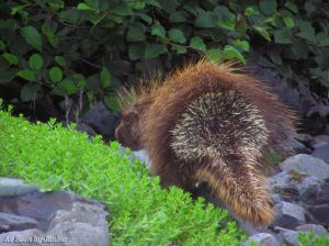 2l-Porcupine Prince William Sound.jpg